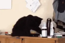 20个猫咪怪异行为：看你上厕所，只睡新床单，你家主子中了几个图片