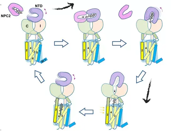 不服不行！又是颜宁！再发顶刊Cell！揭示胆固醇分子“转运旅程”