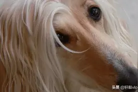 大叔收养一只流浪狗，两年后却以为是马，路人看到后直呼赚大了图片