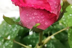 雨中的你，别样美图片