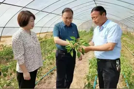 兴平南市镇乡村振兴新画卷图片