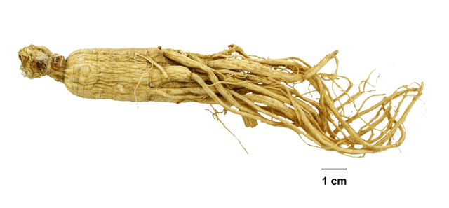 服用人参有禁忌