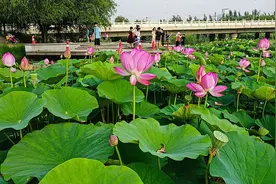 沈阳各处荷花陆续绽放，这是最新赏荷地图，收好图片