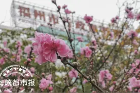 桃花朵朵开 春色迷人眼！福州各大公园陆续开启“桃花源模式”图片