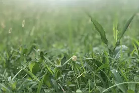 带着露珠的小草小花，朝霞中的北江，拍摄：诗韵轻歌图片