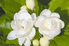 茉莉花冬天总黄叶？秋末早做3件事，叶片油绿，枝干粗壮图片