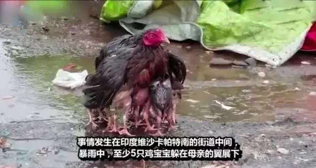 九个震撼人心的真实故事：动物母爱不输人类，看得人落泪