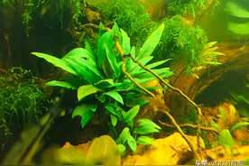 好养的水草椒草转水特点及方法，你看到水草溶叶真实的情况解释图片