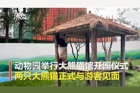 辽宁鞍山动物园大熊猫树上蹦迪翻车，摔得一脸懵！网友：哈哈哈哈哈图片