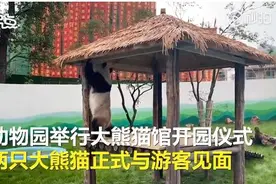 辽宁鞍山动物园大熊猫树上蹦迪翻车，摔得一脸懵！网友：哈哈哈哈哈图片