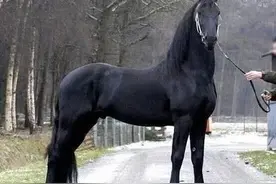 故事：「名家佳作」张行健｜乡村牲畜之骡子篇图片