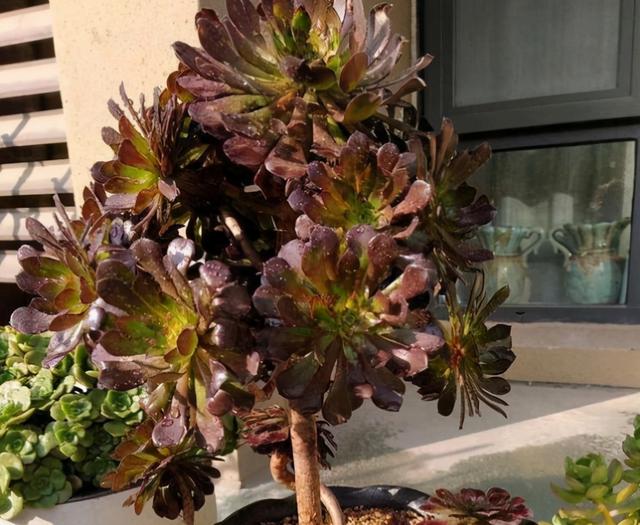 雅乐之舞老桩造型图片欣赏-知画百科