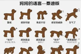 养狗多年，才知道泰迪的“这些行为”，是什么含义图片