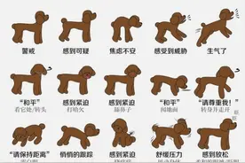 养狗多年，才知道泰迪的“这些行为”，是什么含义图片