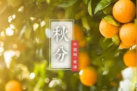 秋分：喜看稻菽千重浪图片