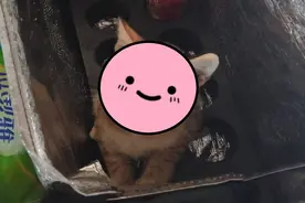 跑外卖忘关盖子，橘猫钻进保温箱里睡大觉，跟着外卖小哥一日游图片