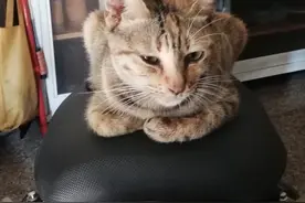 怀孕流浪猫上门讨吃食，饱后消失一周后送惊喜报恩图片