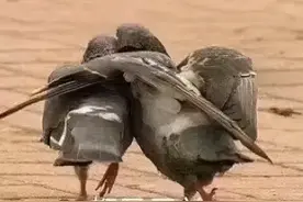 在“放鸽子”这件事儿上，东西方达成了共识……图片