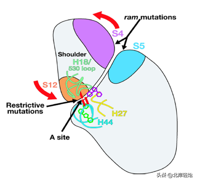 核糖体：揭开生物体内合成蛋白质的奥秘 2009年诺贝尔化学奖介绍