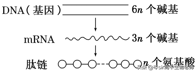 基因指导蛋白质的合成 高中生物重点知识梳理