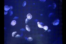这种生物身上没有碳水化合物、脂肪和蛋白质，却被捕食者抢着吃....图片