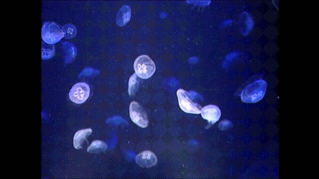 这种生物身上没有碳水化合物、脂肪和蛋白质，却被捕食者抢着吃....图片