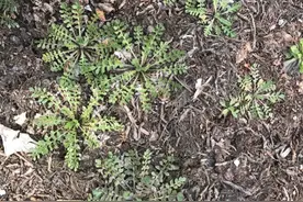 挖荠菜—张洁图片