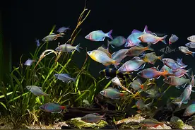 鳑鲏，为何成了中国原生观赏鱼新宠？怎样挑选饲养鳑鲏呢？图片