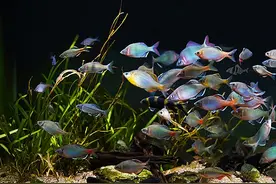 鳑鲏，为何成了中国原生观赏鱼新宠？怎样挑选饲养鳑鲏呢？图片