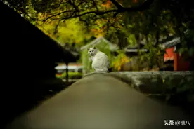 9万镜头也跑焦？解惑leica夜神“focus shift”图片