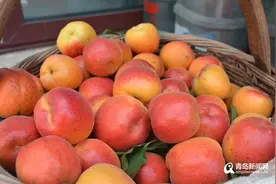 崂山北宅甜杏大批成熟啦 4000余亩杏园等你来采摘图片