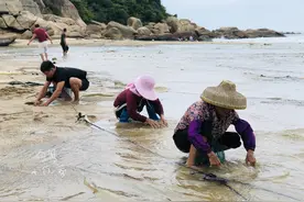 深圳周边6个适合遛娃的免费沙滩，人少景美，还可抓螃蟹挖贝壳图片