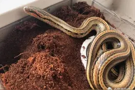 科普日的硬科普（3）湿地的动物——蛇类篇图片