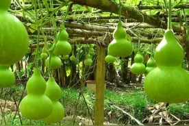 球形儿的终了图片