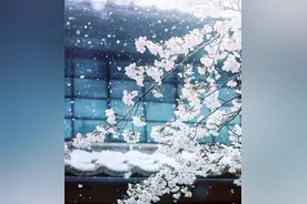 日本难得的樱花季飘雪，一起线上赏雪樱吧～图片