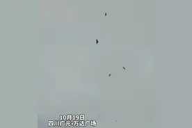灾难？广元城市上空惊现群鸟盘旋飞翔 为什么会这样？竟与人有关图片