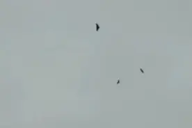 灾难？广元城市上空惊现群鸟盘旋飞翔 为什么会这样？竟与人有关图片