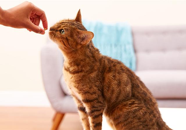 鐖辩尗琛ュ厖鐗涚：閰搁€斿緞澶氭牱锛屼絾閾插睅瀹橀渶鐭ワ細楦¤泲鍠傞鍐嶅涔熸棤鏁? onerror=