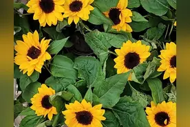 姐姐自编短文植物大战僵尸篇之 阳光菇的故事（1）图片