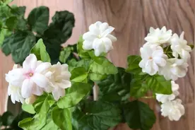茉莉花换盆“小技巧”，7天缓苗成功，快速冒新根，四季开满花图片
