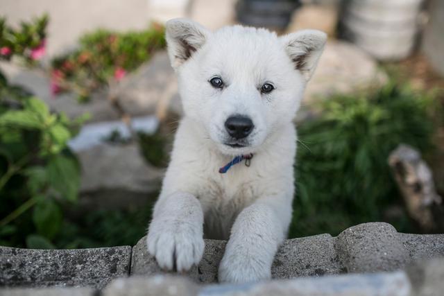 来自韩国的国宝犬种，曾经在奥运开幕式出现，它们的名字叫珍岛犬