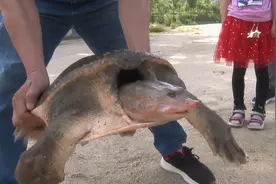 南阳村民抓到46斤百年巨鳖，究竟是什么来头？为什么能长那么大？图片