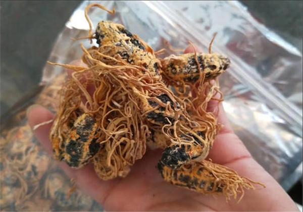 浜哄伐铔硅櫕鑽夋牻鍩规妧鏈紝鑳芥彁鍗囪浌铏崏浜ч噺锛岃繕鑳戒繚鎸佸叾钀ュ吇