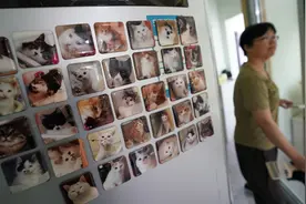 北京有群爱猫人，想给每只流浪猫找个“铲屎官”图片