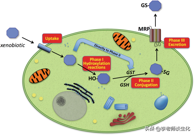 氨基酸衍生物代谢（三）