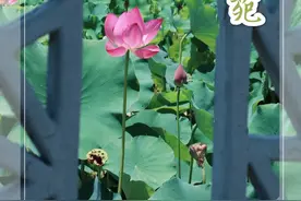 胜似江南！西安百亩荷花盛开，零距离观赏门票免费图片