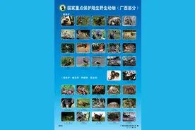 看！广西部分国家重点保护陆生野生动物在这儿，大家一起来保护图片