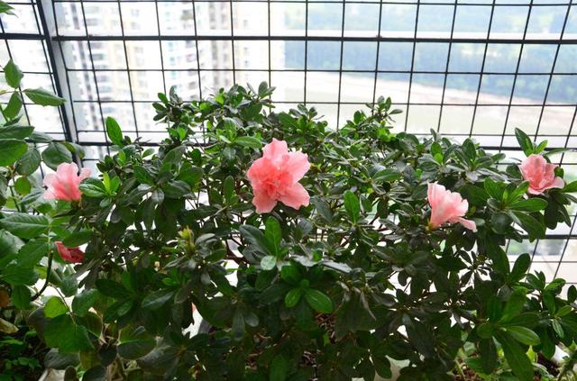 养花不知道怎么施肥？这三种废水别倒，浇花枝壮叶茂开花多！