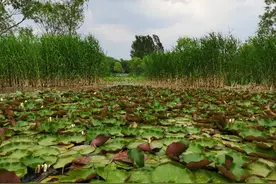 奥森公园与众不同之处图片