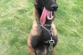 6个不建议养马犬的理由，看完你能接受吗？图片